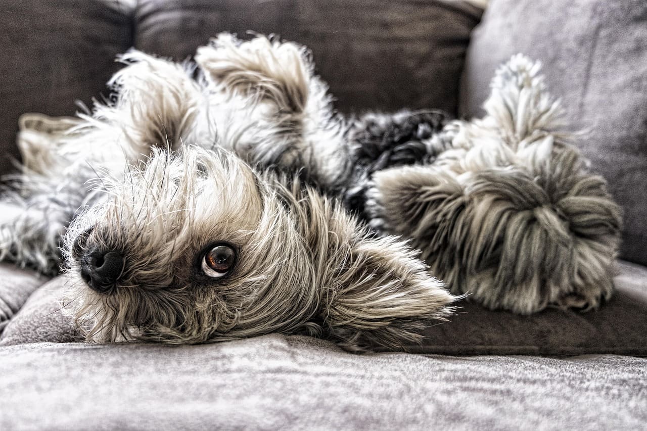 A dog relaxing at home