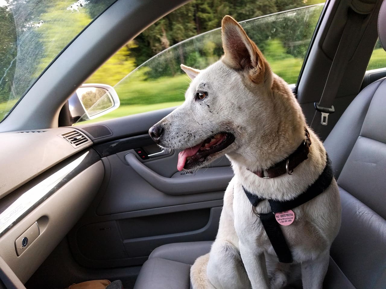 A dog travelling in a car