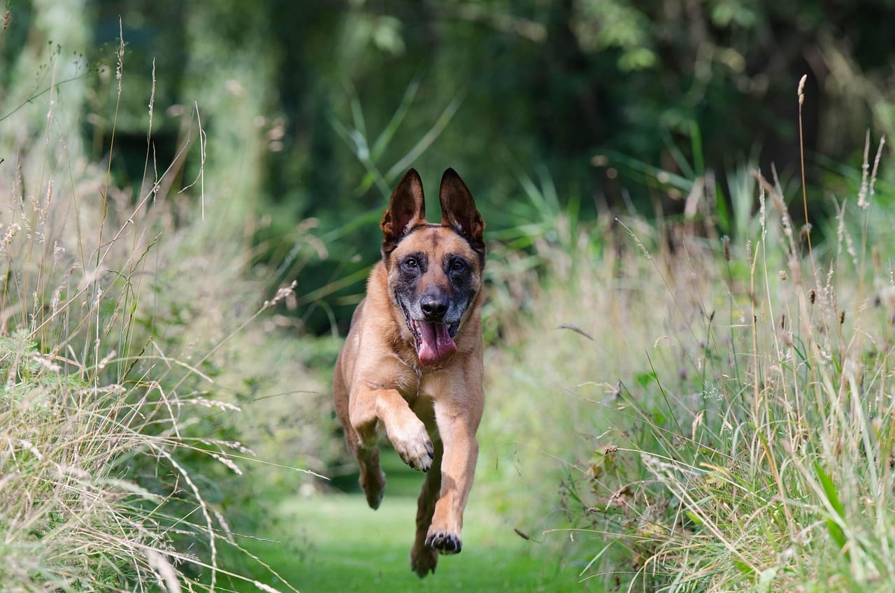 A dog during a training session